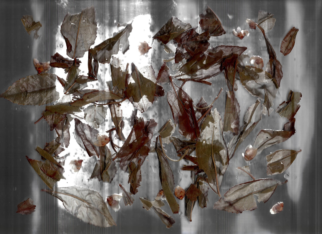 FERMENTATION AND TEA